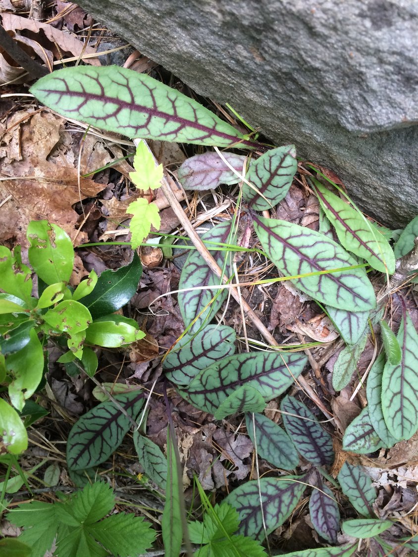 The distinctive veined leaves of rattlesnake weed are easy to spot where they nestle close to the forest floor among the leaf litter. The deep red veins resemble the forked tongue of Crotalus horridus (the timber rattlesnake).